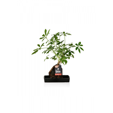 Vingerboom (Lova Schefflera) 40 cm