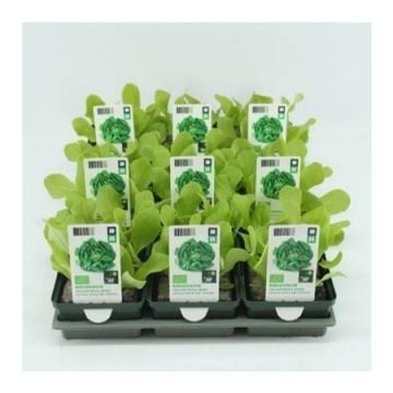 Vollegrondsla Groen (Lactuca sativa type) BIO