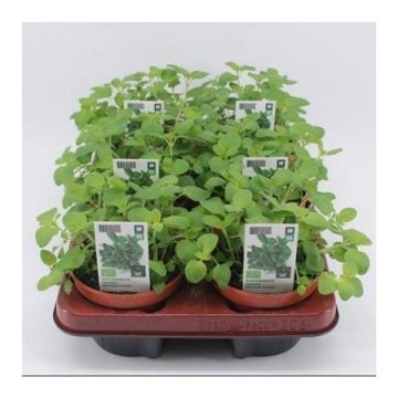 Oregano (Origanum vulgare) BIO