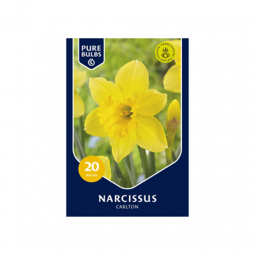 Pure Bulbs Narcissus Carlton 15 bollen