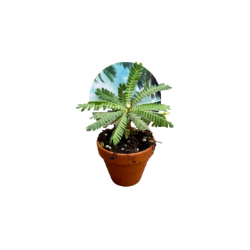 Kleine boomplant (Biophytum Sensitivum) 9 cm
