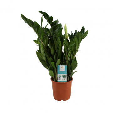 Emerald Palm (Zamioculcas Zamiifolia) 45 cm