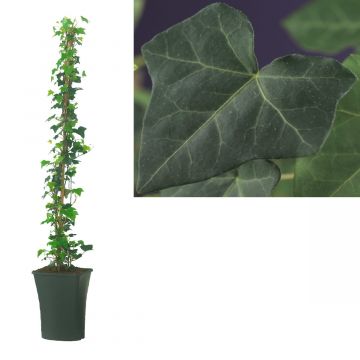 Klimop (Hedera hibernica) H 90