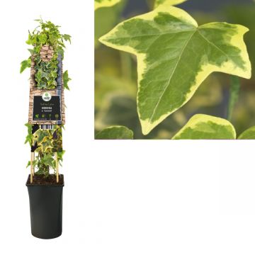 Klimop (Hedera h. 'Goldchild') H 75