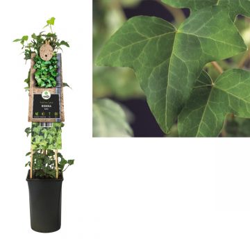 Klimop (Hedera helix) H 75