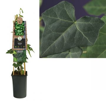 Klimop (Hedera hibernica) H 75