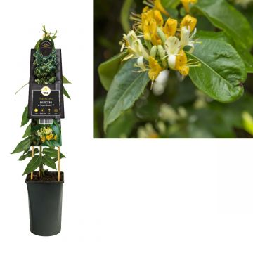 Kamperfoelie (Lonicera h. 'Copper Beauty' PBR) H 75