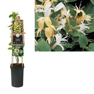 Kamperfoelie (Lonicera j. 'Hall's Prolific') H 75