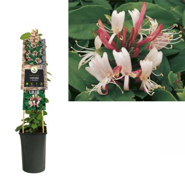 Kamperfoelie (Lonicera j. 'Red World') H 75