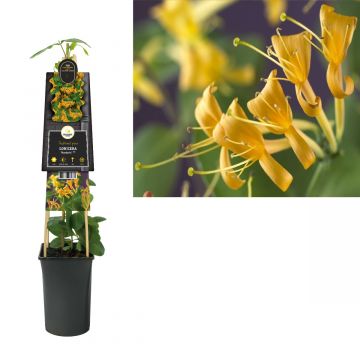 Kamperfoelie (Lonicera 'Mandarin' PBR) H 75