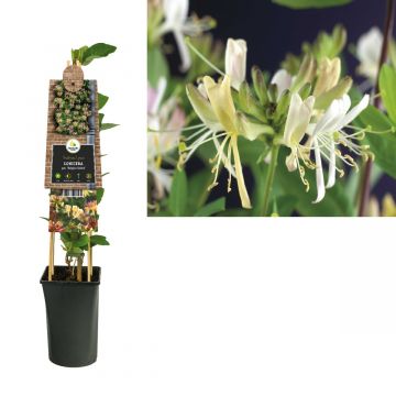 Kamperfoelie (Lonicera per. 'Belgica Select') H 75