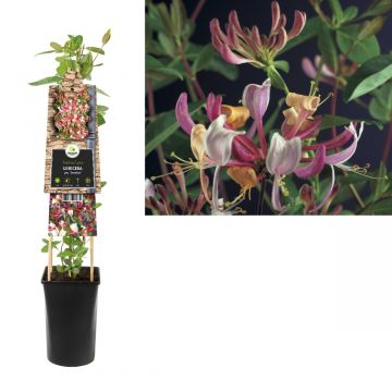 Kamperfoelie (Lonicera per. 'Serotina') H 75