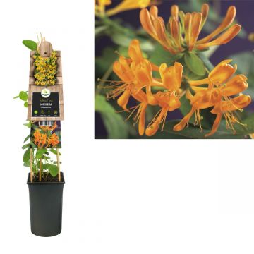 Kamperfoelie (Lonicera tellmanniana) H 75