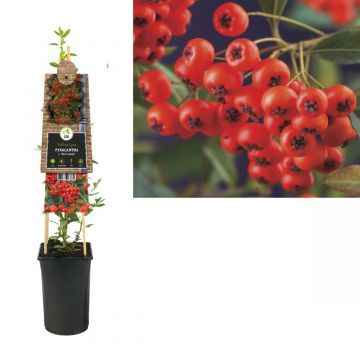 Vuurdoorn (Pyracantha c. 'Red Column') H 75