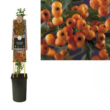 Vuurdoorn (Pyracantha 'Golden Charmer') H 75