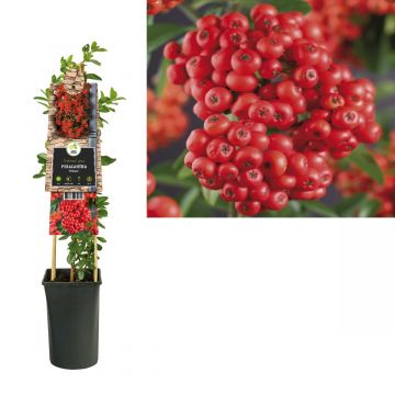 Vuurdoorn (Pyracantha 'Mohave') H 75