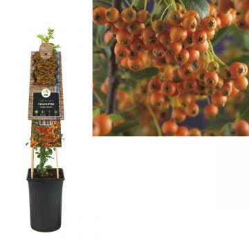 Vuurdoorn (Pyracantha 'Orange Charmer') H 75