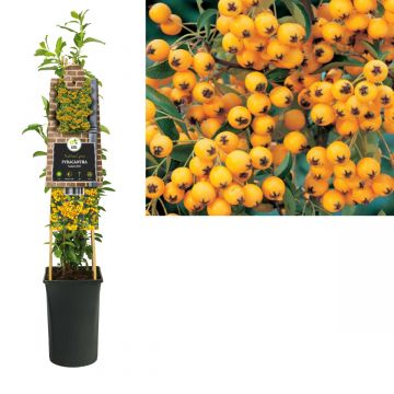 Vuurdoorn (Pyracantha 'Soleil d'Or') H 75