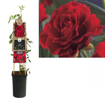 Klimroos (Rosa 'Paul's Scarlet Climber') H 75