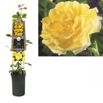 Klimroos (Rosa 'Golden Climber') H 75