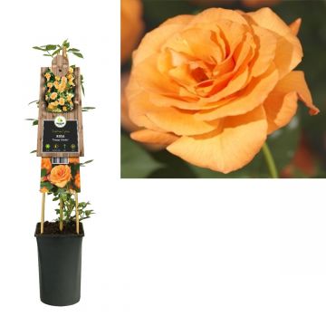 Klimroos (Rosa 'Orange Climber') H 75