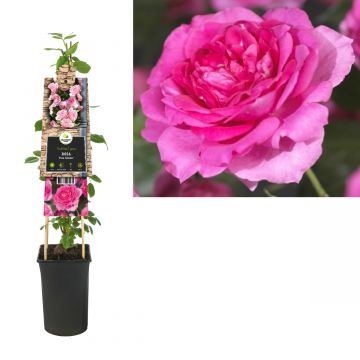 Klimroos (Rosa 'Pink Climber') H 75