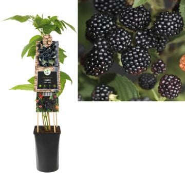 Braam (Rubus 'Black Satin') H 75