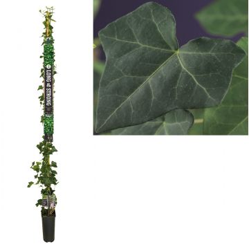 Klimop (Hedera hibernica) H 215