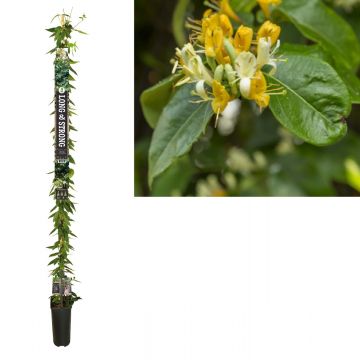 Kamperfoelie (Lonicera h. 'Copper Beauty' PBR) H 215