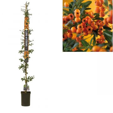 Vuurdoorn (Pyracantha 'Golden Charmer') H 215