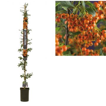 Vuurdoorn (Pyracantha 'Orange Charmer') H 215