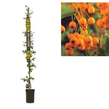 Vuurdoorn (Pyracantha 'Soleil d'Or') H 215