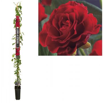 Klimroos (Rosa 'Paul's Scarlet Climber') H 215