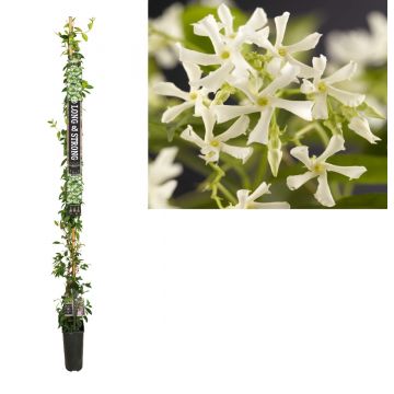 Toscaanse Jasmijn (Trachelospermum jasminoides) H 215