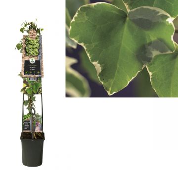 Klimop (Hedera h. 'Glacier') H 120