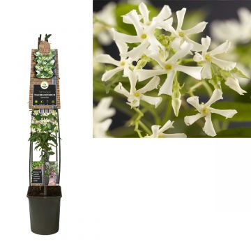 Toscaanse Jasmijn (Trachelospermum jasminoides) H 120