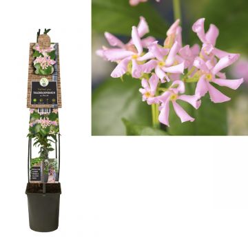 Japanse sterjasmijn (Trachelospermum as. Pink Air) H 120