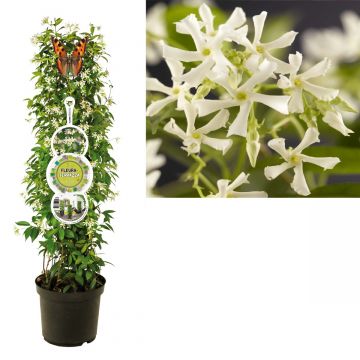 Toscaanse Jasmijn (Trachelospermum jasminoides) H 110