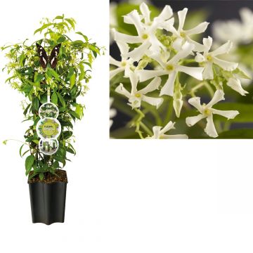 Toscaanse Jasmijn (Trachelospermum jasminoides) H 80