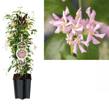 Japanse sterjasmijn (Trachelospermum as. Pink Air) H 80