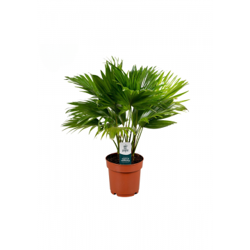 Waaierpalm (Livistona Rotundifolia) 45 cm