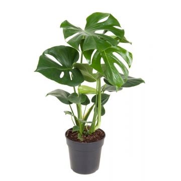 Gatenplant (Monstera Deliciousa) 65 cm