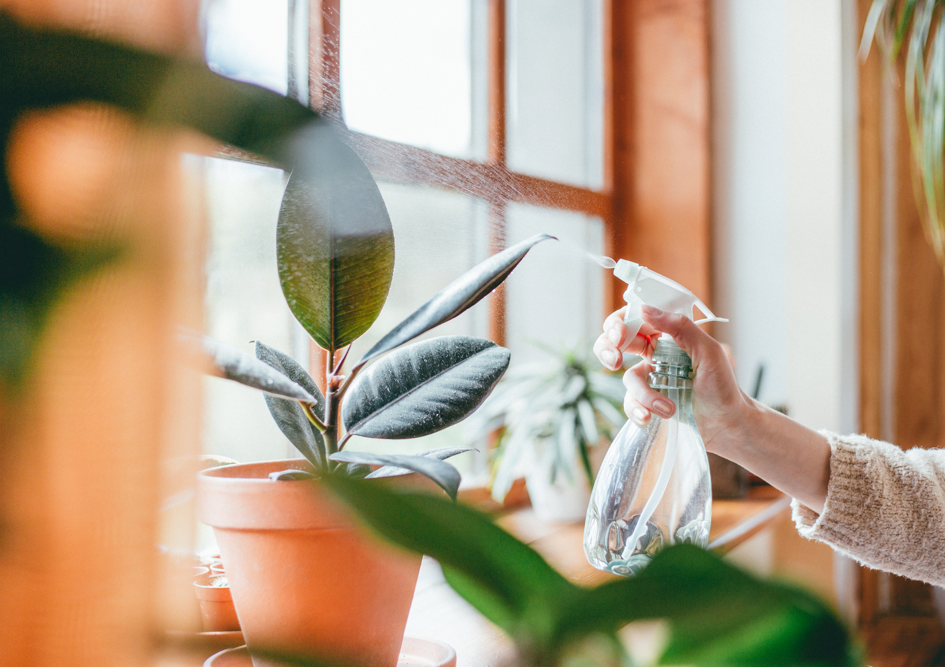 De juiste verzorging voor jouw kamerplant