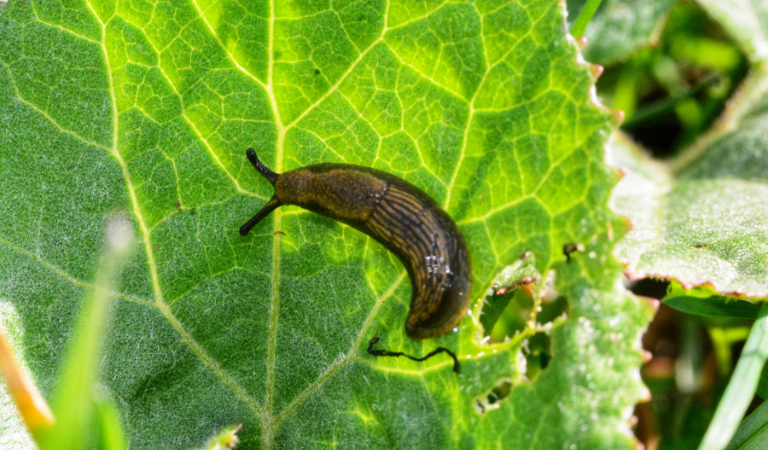 Slakken bestrijden in de tuin? Zo doe je dat!