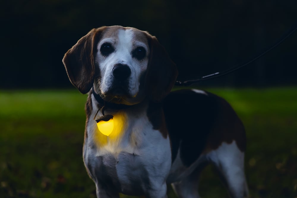 Veilig en zichtbaar je hond uitlaten