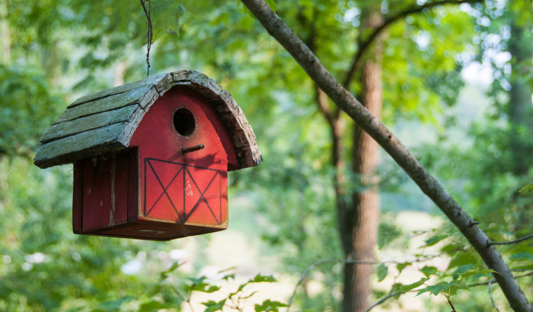 Het creëren van een vogelvriendelijke tuin